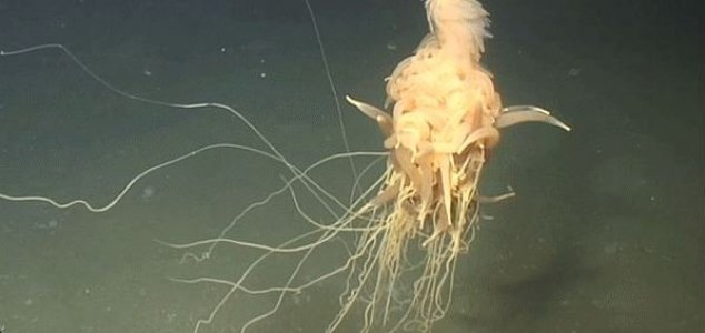 'Spaghetti monster' filmed off Angolan coast | Unexplained Mysteries