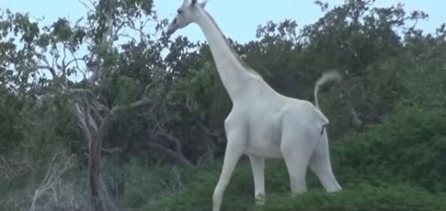 World's sole remaining white giraffe gets GPS News-white-giraffe