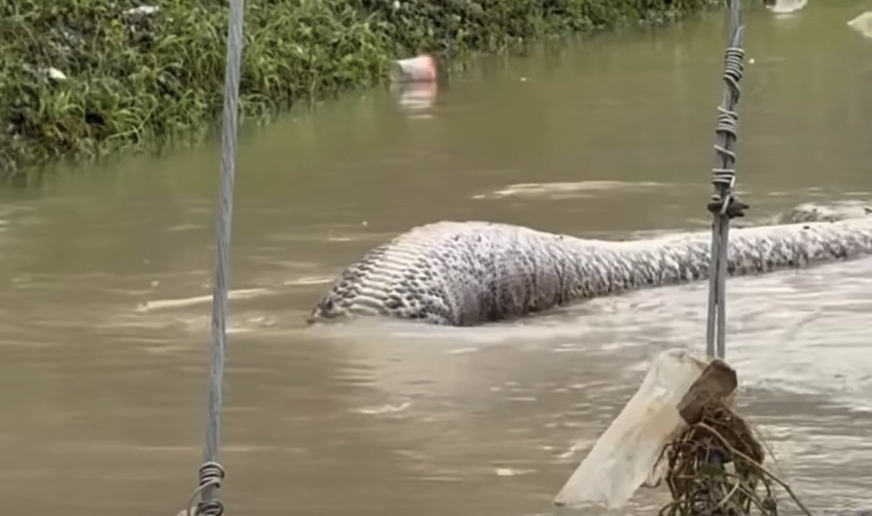 Viral clip shows gigantic snake in deep floodwater in Thailand ...