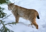 Eurasian Lynx